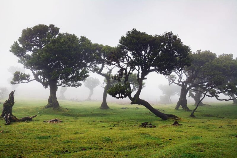 Madeira: Fanal Forest and Cabo Girão for Cruise Ship - FAQ