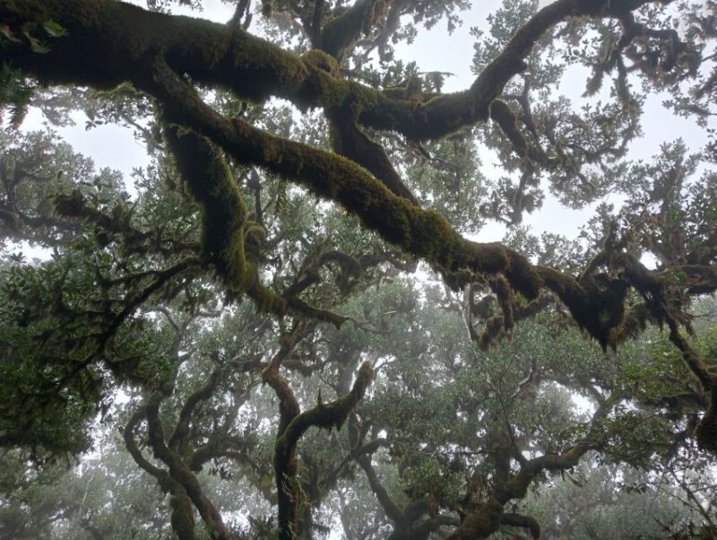 Madeira: Fanal Forest Guided Hiking Tour - FAQs