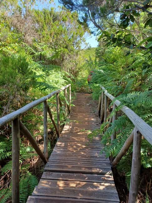 Madeira: Fanal Forest Walk & Meal - The Journey Through the Landscape Heritage