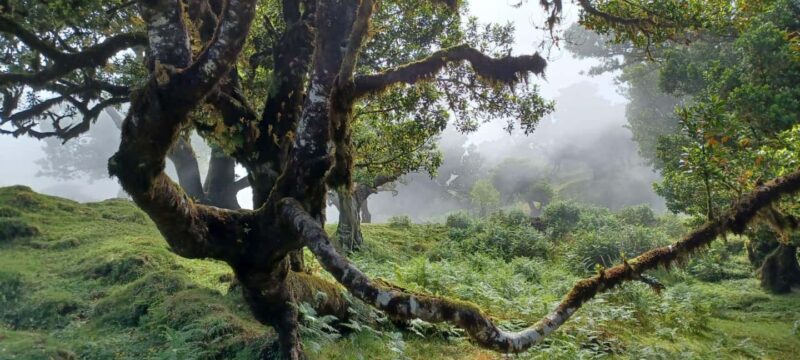 Madeira: Fanal Forest Walk & Meal - Practical Details and Value