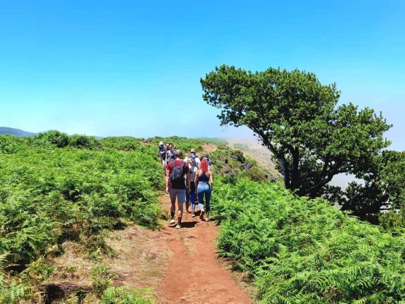 Madeira: Fanal Forest Walk & Meal - Who Would Love This Tour?