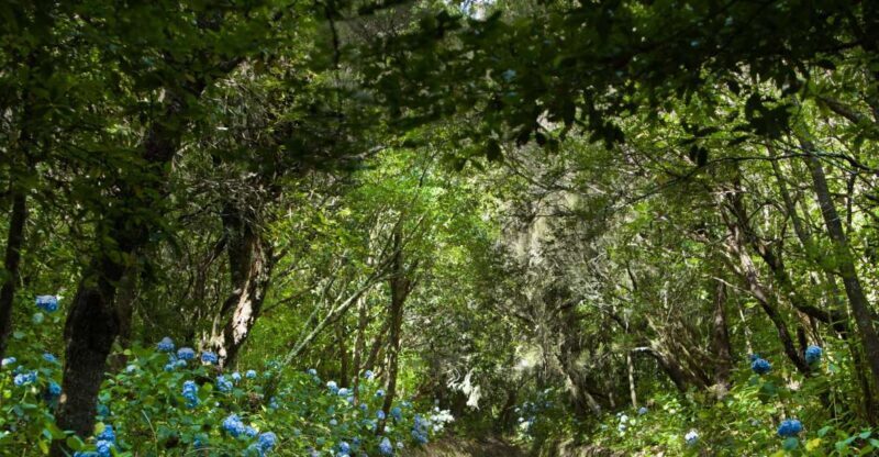 Madeira: Full-Day Laurel Forest Guided Walking Tour - Madeira: Full-Day Laurel Forest Guided Walking Tour