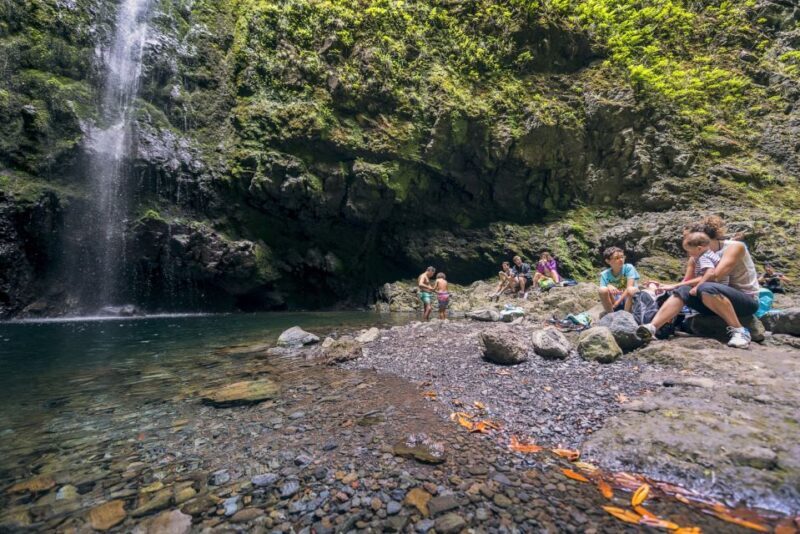 Madeira: Full-Day Laurel Forest Guided Walking Tour - What You’ll Encounter and Experience