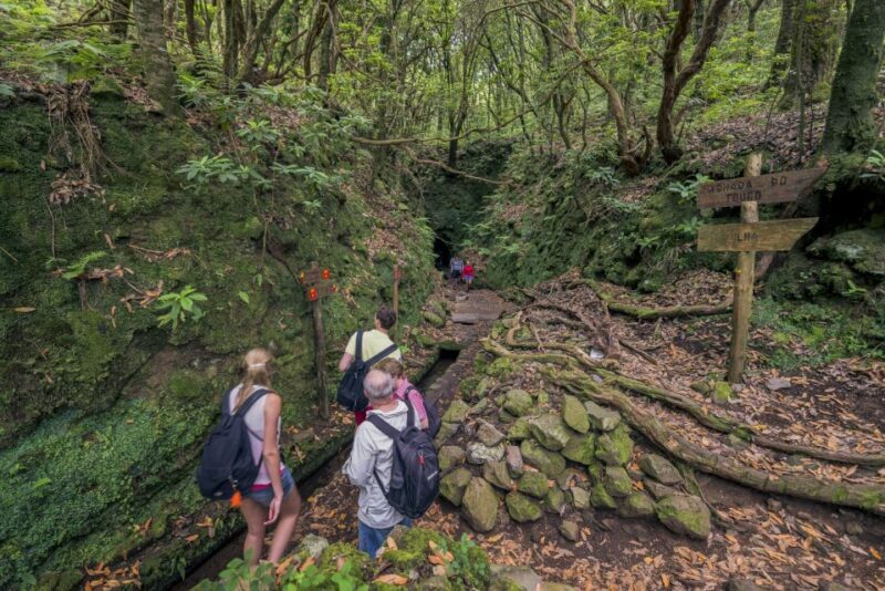 Madeira: Full-Day Laurel Forest Guided Walking Tour - Real Traveler Feedback