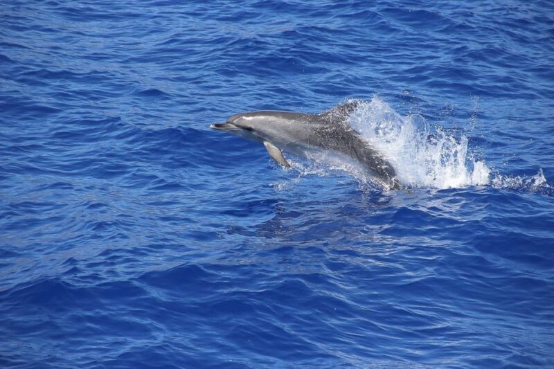 Madeira: Funchal Sunset Tour by Catamaran - Final Thoughts: Is It Worth It?