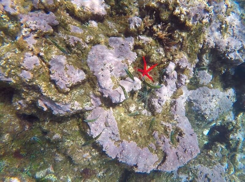 Madeira: Garajau Nature Reserve Kayak and Snorkel Tour - Practical Details and What to Expect