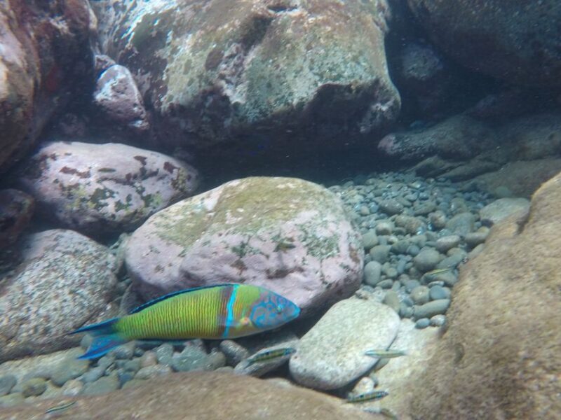 Madeira: Garajau Nature Reserve Kayak and Snorkel Tour - Who Should Consider This Tour