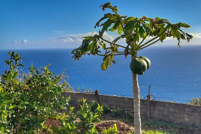 Madeira Genuíne Food Experience at Re-Canto - Discovering the Farm and the Region