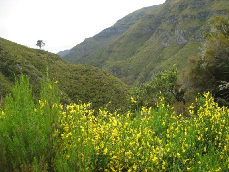 Madeira: Guided Full-Day Rabaçal Walk - In-Depth Review of the Rabaçal Guided Walk