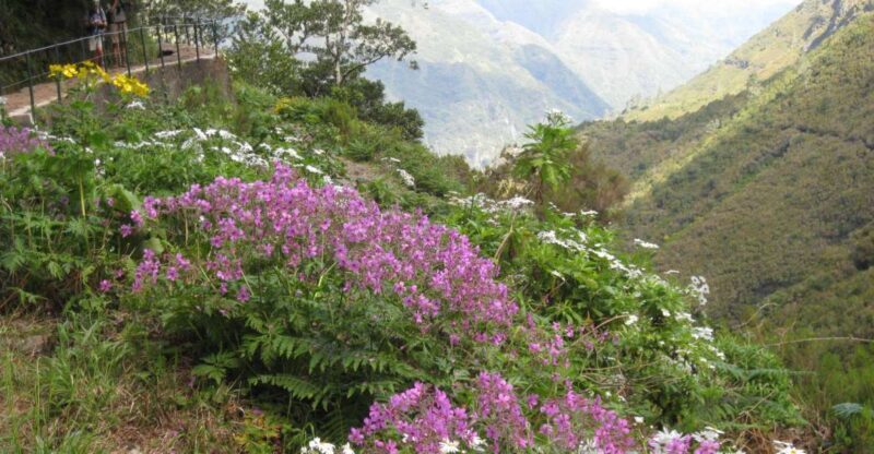 Madeira: Guided Full-Day Rabaçal Walk - FAQs