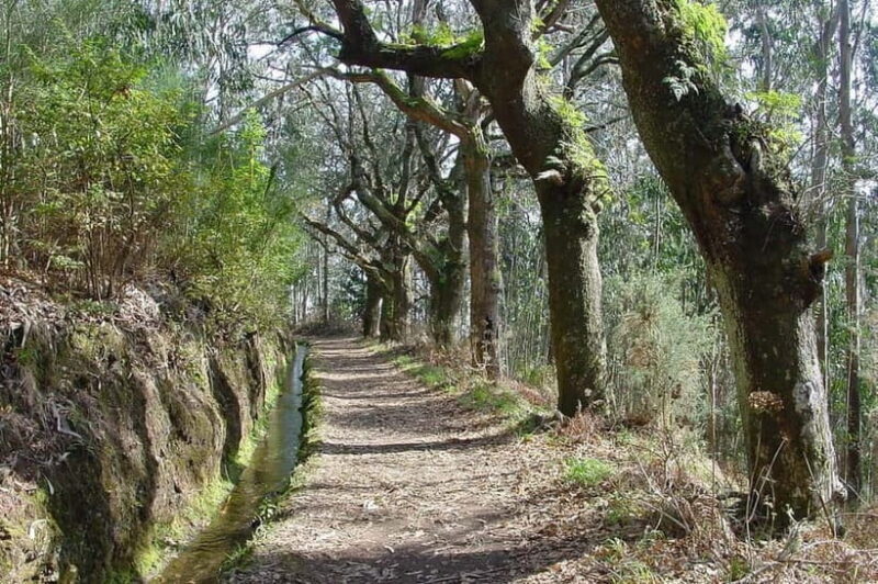 Madeira: Levada Paradise Valley Scenic Walk - Who Will Enjoy This Tour?
