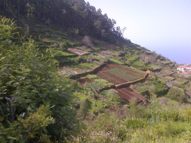 Madeira: Levado do Norte 2-Hour Hiking Tour - In-Depth Review of the Levado do Norte 2-Hour Tour