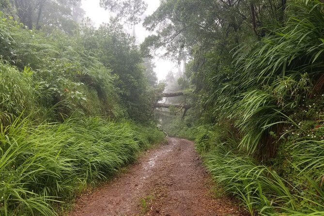 Madeira Off-Road Tours - An In-Depth Look at Madeira Off-Road Tours