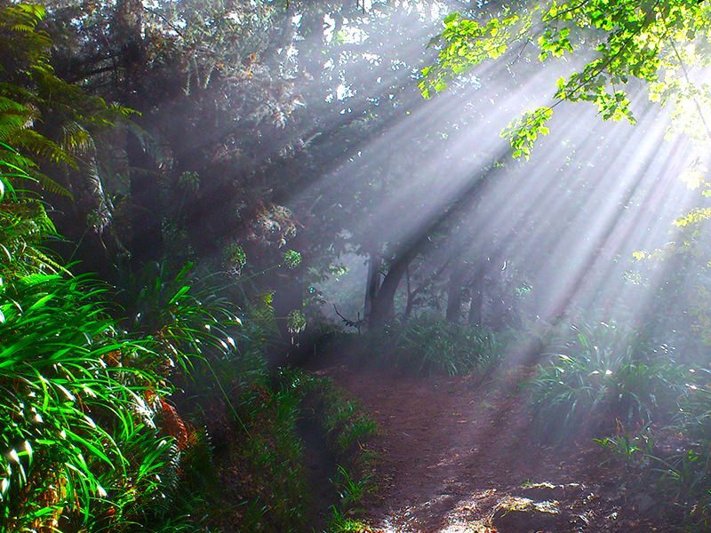 Madeira: Paradise Valley Levada Walk - Madeira: Paradise Valley Levada Walk — a detailed review