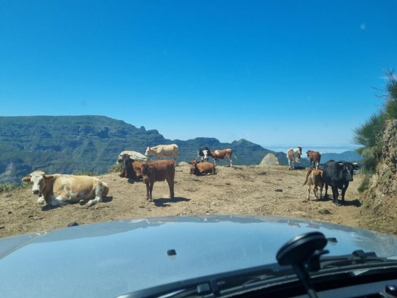 Madeira: Picturesque Peaks and Skywalk private 4x4 Jeep tour - Exploring Madeira’s Hidden Gems on a 4x4 Jeep Tour