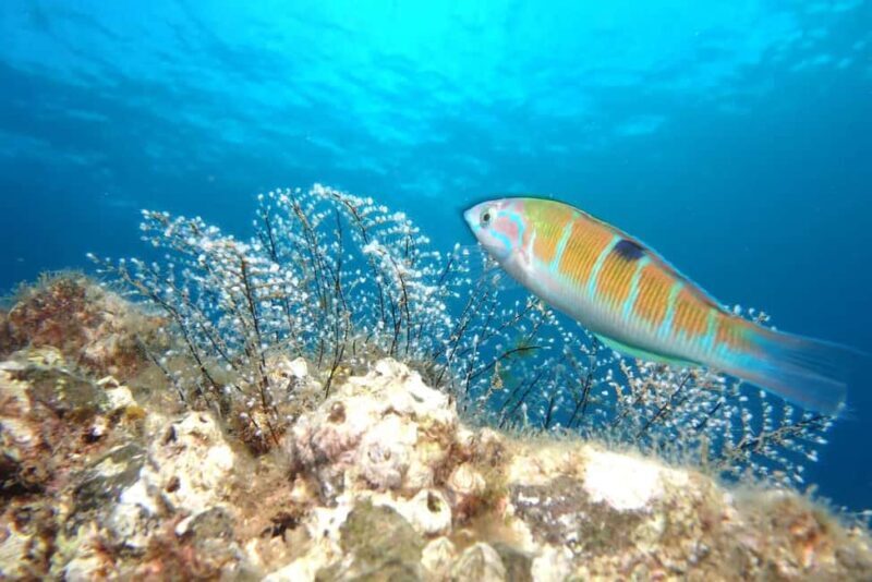 Madeira: Ponta de São Lourenço Shore Dive (certified divers) - Madeira: Ponta de São Lourenço Shore Dive (certified divers)