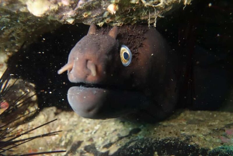Madeira: Ponta de São Lourenço Shore Dive (certified divers) - Additional Details and Context