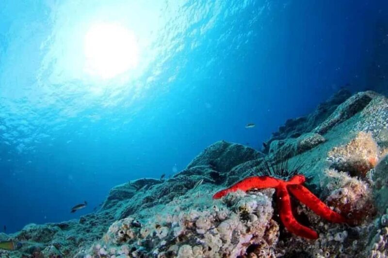 Madeira: Ponta de São Lourenço Shore Dive (certified divers) - FAQ