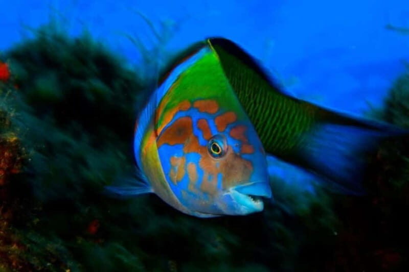 Madeira: Ponta de São Lourenço Snorkeling Boat trip - Authentic Experiences and Real Reviews