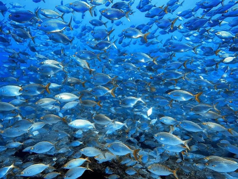 Madeira: Ponta de São Lourenço Snorkeling Boat trip - Final Thoughts