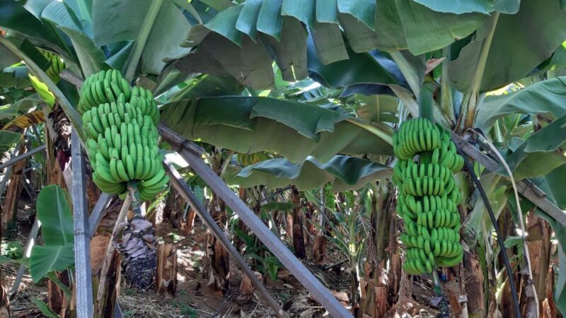 Madeira: Private Banana Farm Tour with Pickup - Key Points