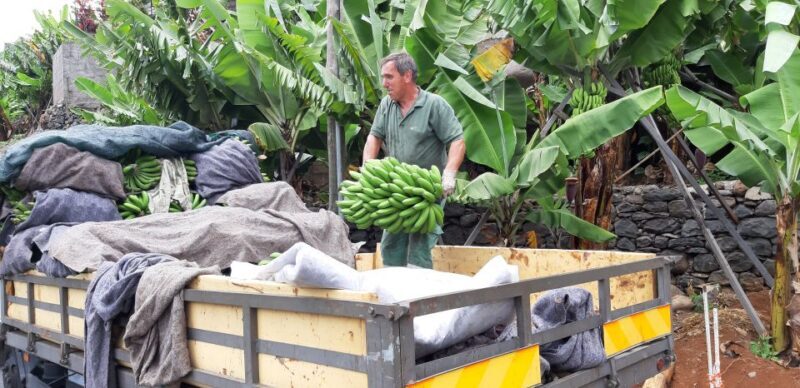 Madeira: Private Banana Farm Tour with Pickup - Exploring Madeira’s Unique Banana Culture