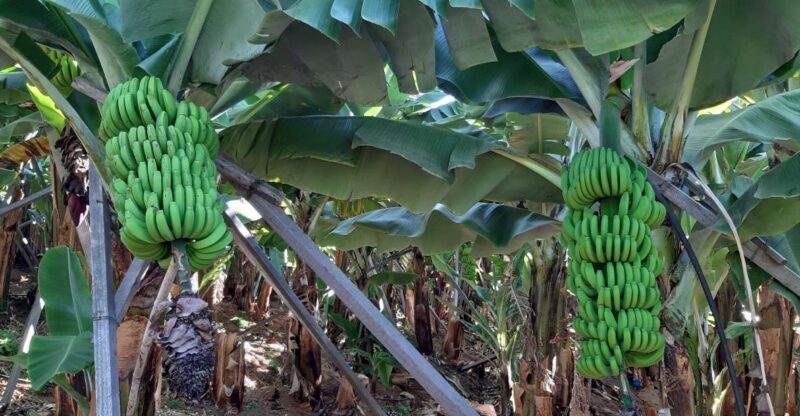 Madeira: Private Banana Farm Tour with Pickup - What’s Included and What to Expect