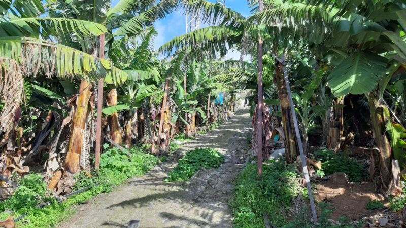 Madeira: Private Banana Farm Tour with Pickup - FAQ