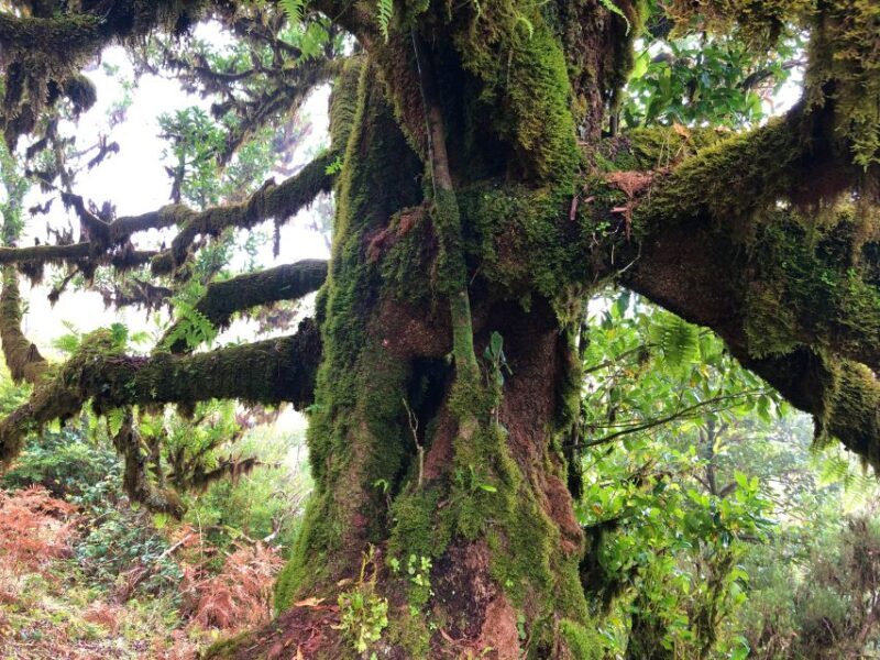 Madeira: Private Guided Vereda do Fanal Walk PR13 - Madeira: Private Guided Vereda do Fanal Walk PR13 – A Detailed Review