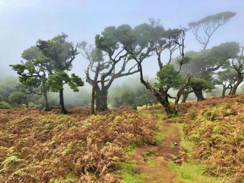 Madeira: Private Guided Vereda do Fanal Walk PR13 - Key Points