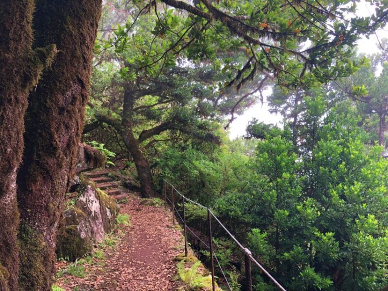 Madeira: Private Guided Vereda do Fanal Walk PR13 - The Value of the Tour