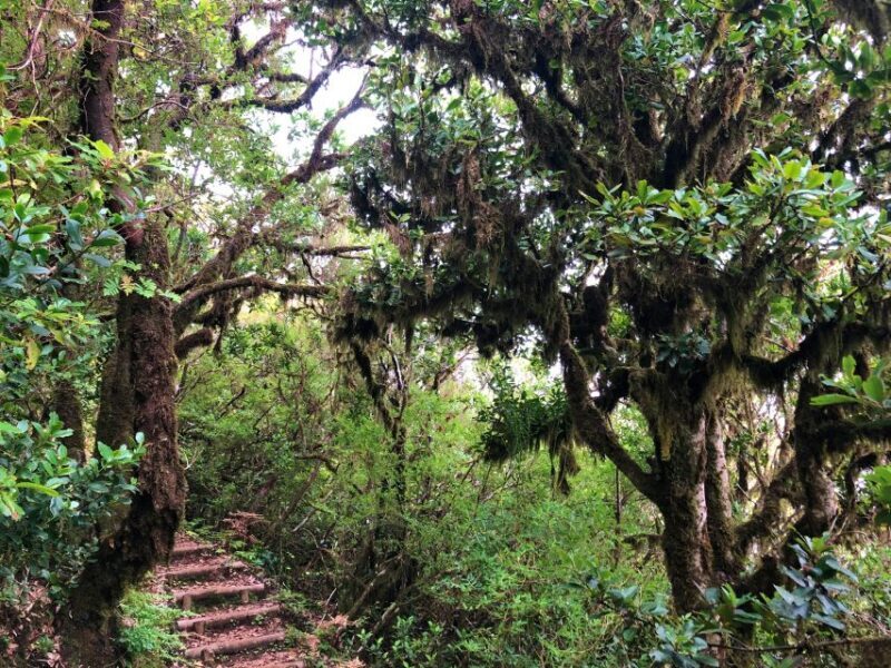 Madeira: Private Guided Vereda do Fanal Walk PR13 - Who Will Enjoy This Experience?