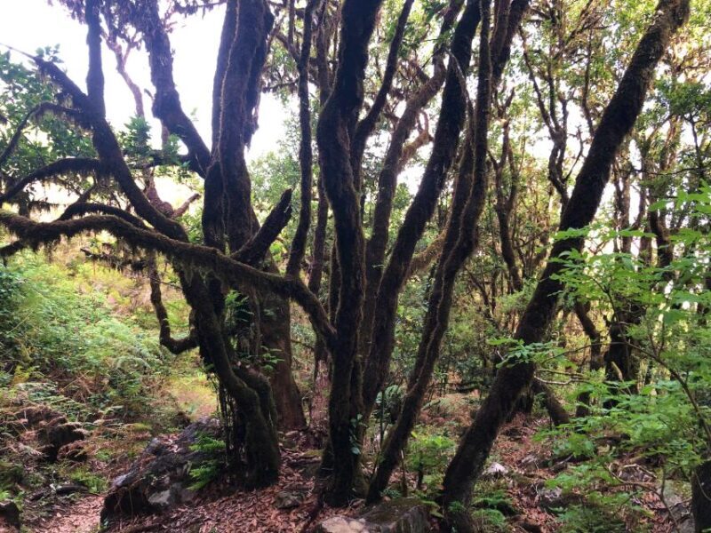Madeira: Private Guided Vereda do Fanal Walk PR13 - Final Thoughts