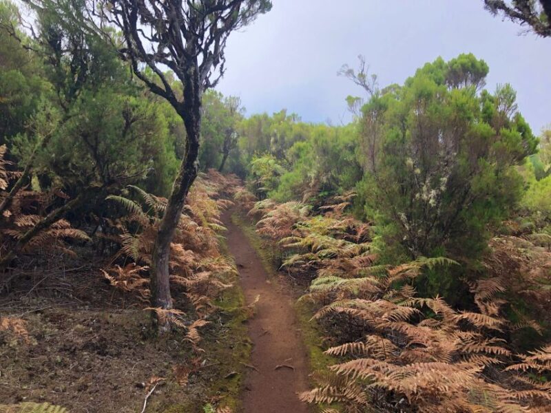 Madeira: Private Guided Vereda do Fanal Walk PR13 - FAQ