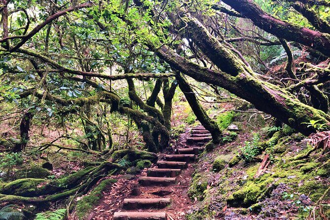Madeira: Private Guided Walk Vereda Fanal PR13 - In-Depth Look at the Vereda Fanal PR13 Guided Walk