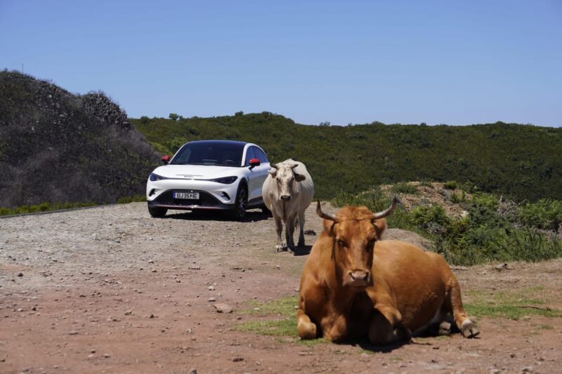 Madeira Private Premium Eco-Friendly Tour in Electric Car - Why Choose This Tour?
