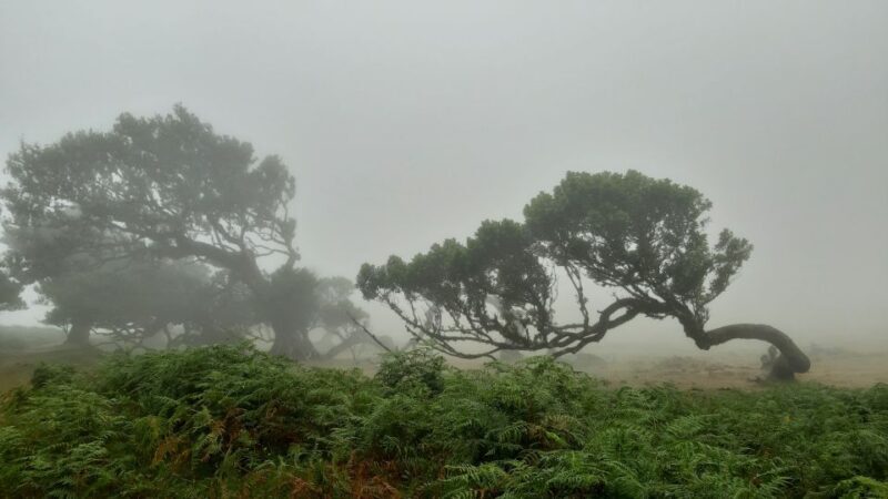 Madeira: Private Tour of Fanal Forest - Madeira: Private Tour of Fanal Forest