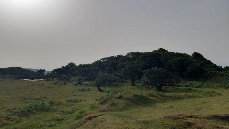 Madeira: Private Tour of Fanal Forest - Key Points