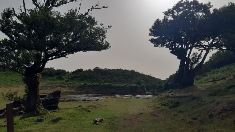Madeira: Private Tour of Fanal Forest - Why This Tour Offers Great Value