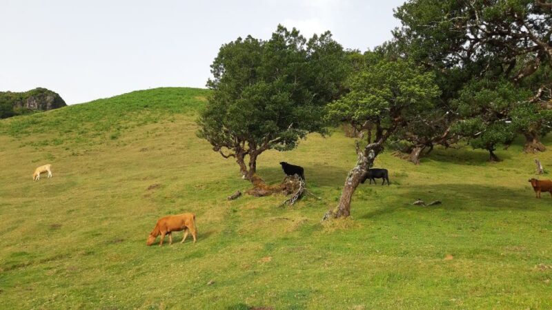 Madeira: Private Tour of Fanal Forest - Who Should Consider This Tour