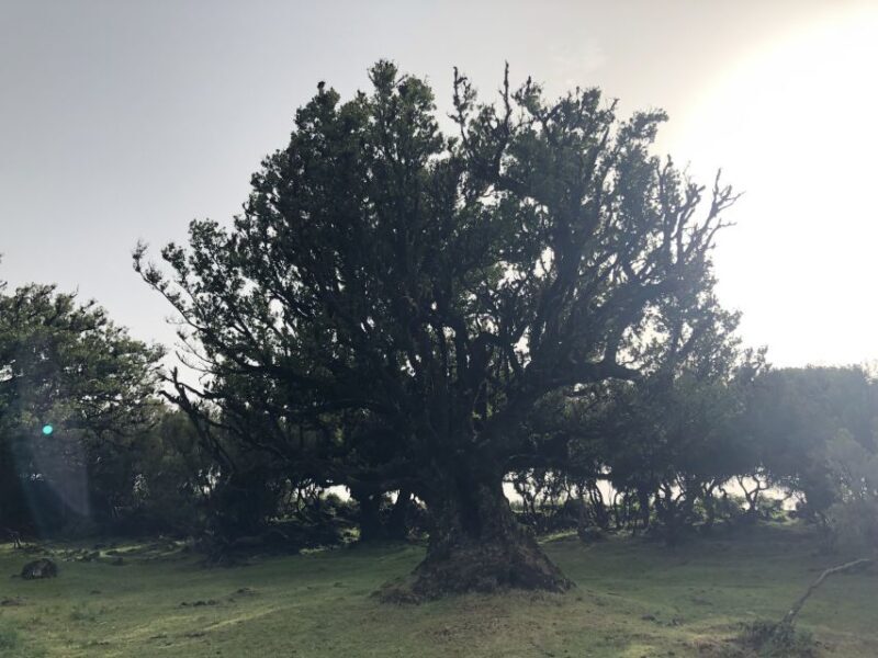 Madeira: Private Tour of Fanal Forest - Final Thoughts: A Quiet Gem for Nature Lovers