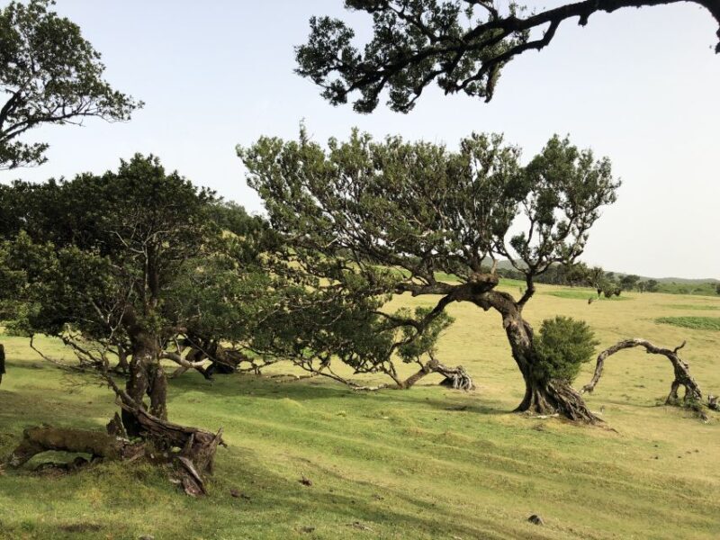 Madeira: Private Tour of Fanal Forest - FAQ