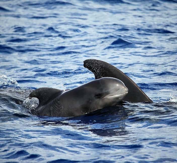Madeira: Responsible Whales and/or Dolphins Watching Tour - Introduction: A Close Encounter with Madeira’s Marine Life
