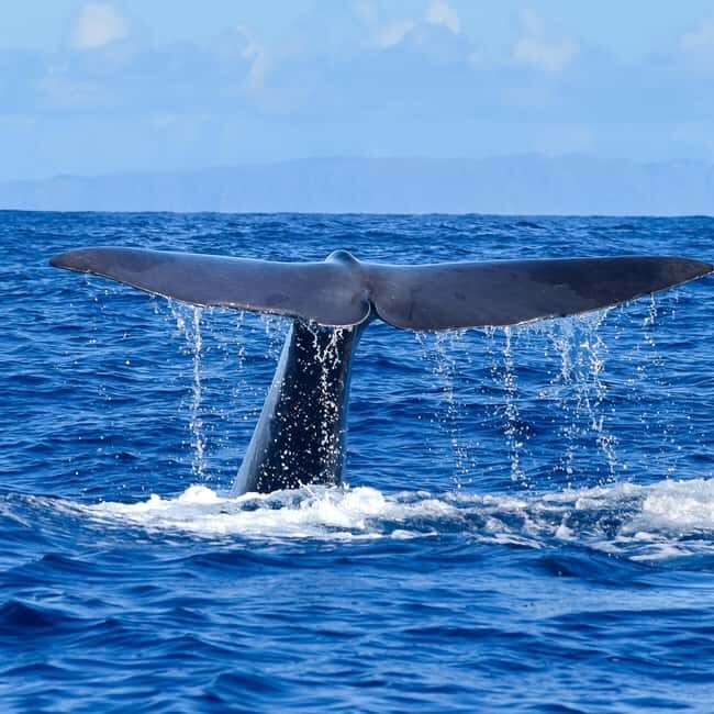 Madeira: Responsible Whales and/or Dolphins Watching Tour - What to Expect: The Itinerary & Experience