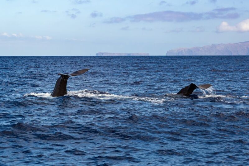 Madeira: Responsible Whales and/or Dolphins Watching Tour - Authentic Insights from Travelers