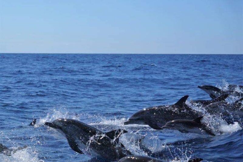 Madeira: Responsible Whales and/or Dolphins Watching Tour - The Value of This Experience