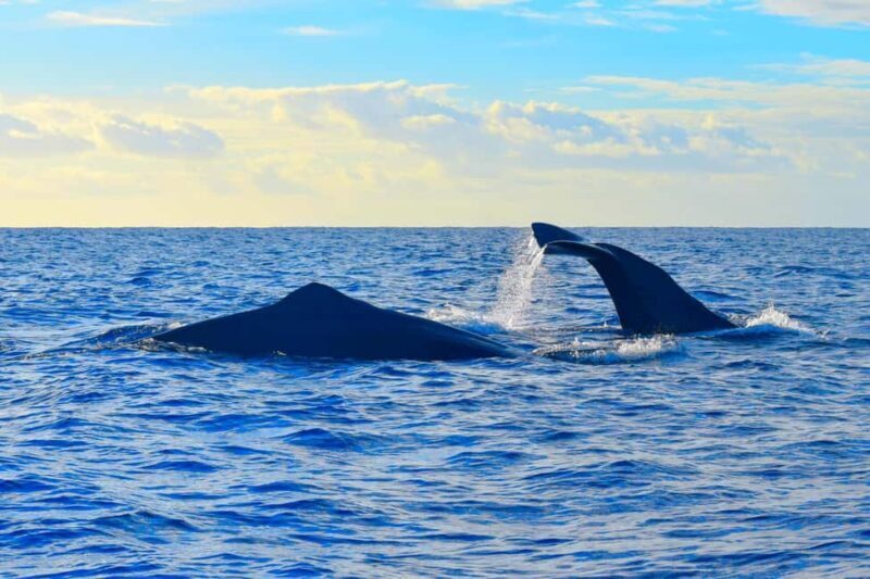 Madeira: Responsible Whales and/or Dolphins Watching Tour - Practical Tips for Your Trip