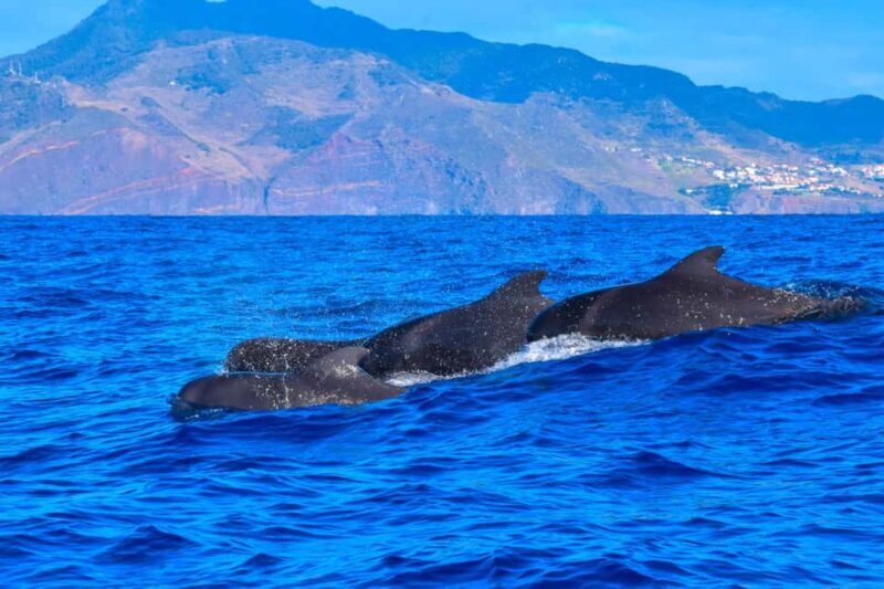 Madeira: Responsible Whales and/or Dolphins Watching Tour - The Sum Up: Who Will Love This Tour?