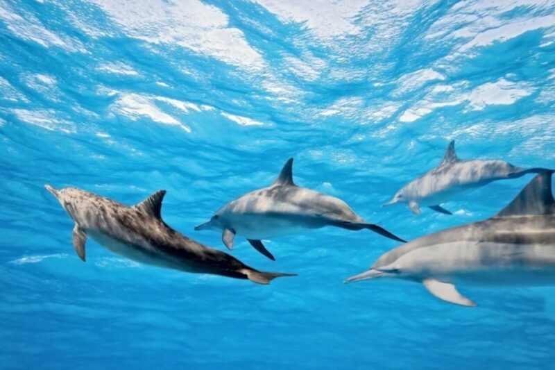 Madeira: Responsible Whales and/or Dolphins Watching Tour - FAQ