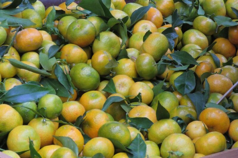 Madeira : Santo de Serra Local Farmers' Market half day trip - Key Points